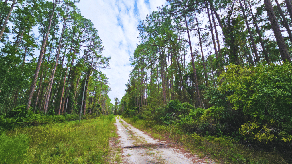 Flat, treed land parcel near Georgetown in Putnam County, Florida - photo 3