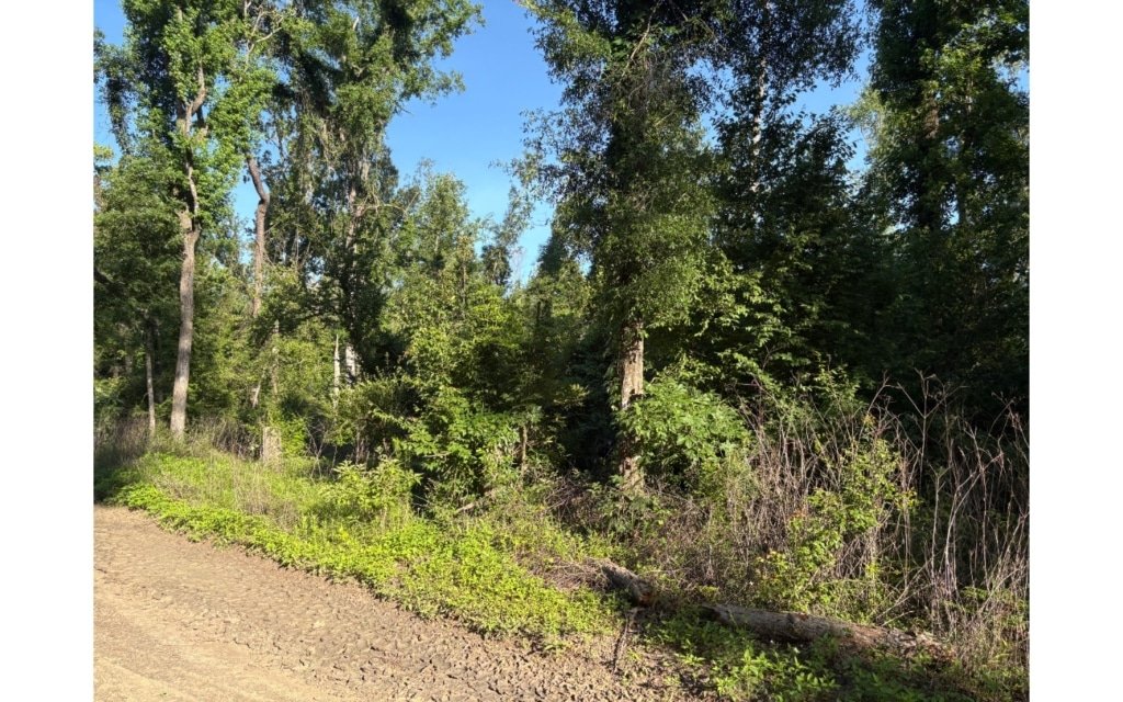 Florida residential lot $7,950 cash, $175/month - Suwannee County - photo 2