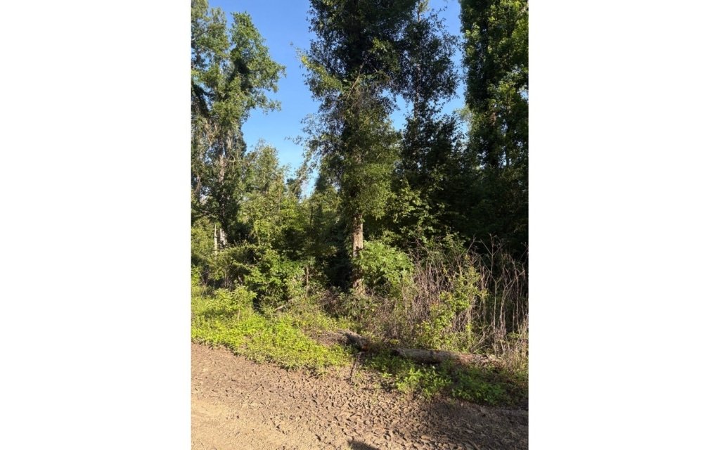Single-family zoning land for sale in Live Oak, Florida area - photo 3