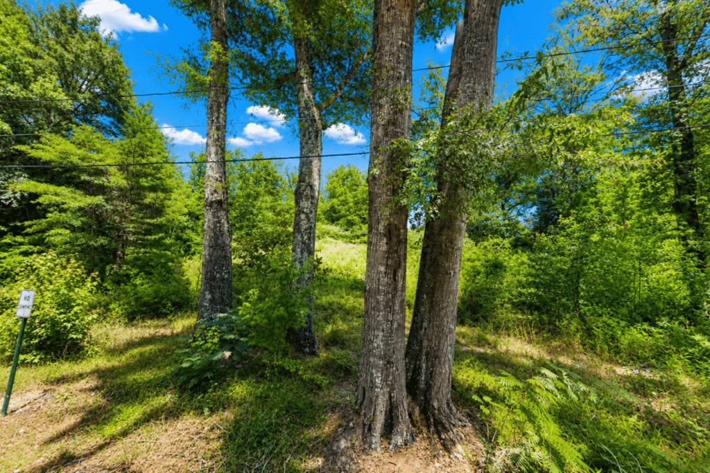 Buildable land for sale in Jones County, Mississippi with owner financing - photo 2