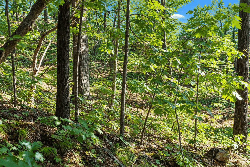 Unrestricted residential land in Sharp County, AR - $2,400 cash price - photo 2