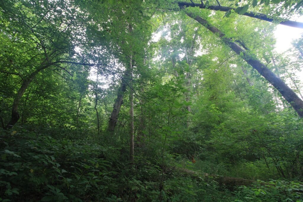 Wooded acreage with seasonal creek in Lunenburg County, VA - photo 5