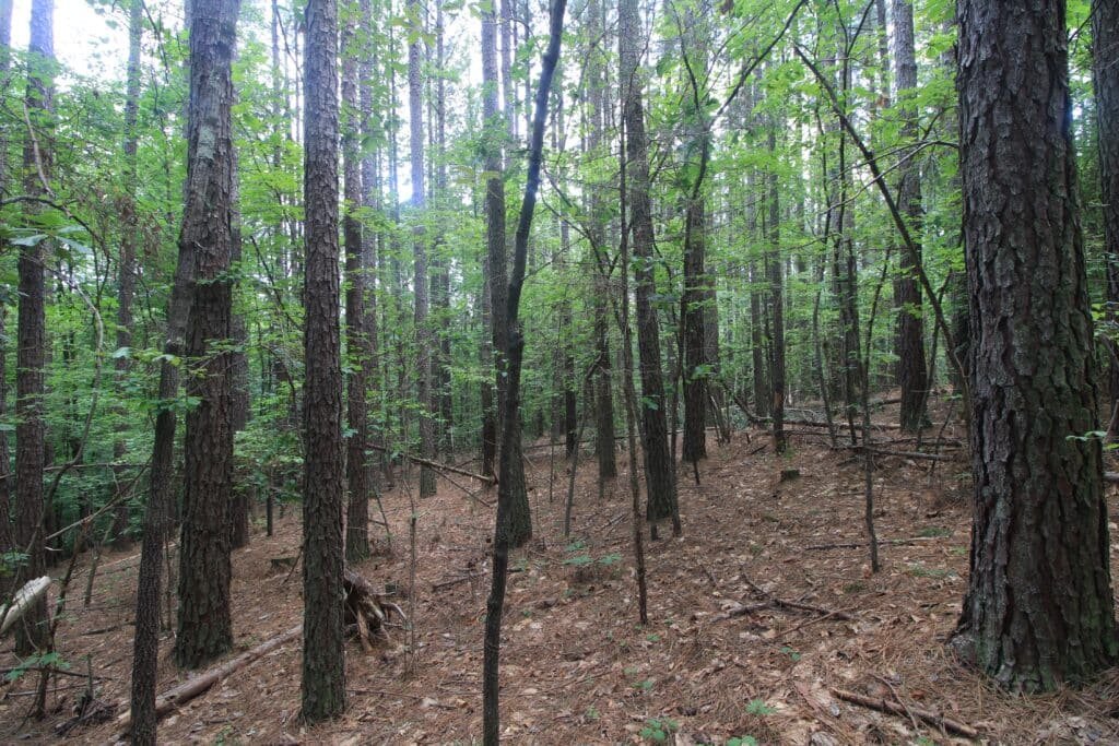Buildable sloped wooded lot: 15.74 acres Pittsylvania County, VA - photo 5
