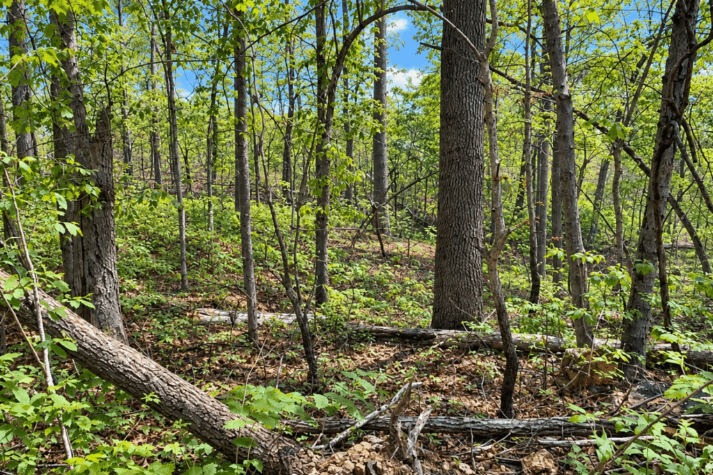 0.12 acre unrestricted land in Williford, AR - 18 month owner-financed term - photo 7