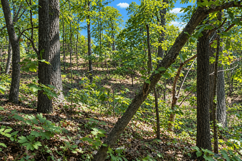 Treed residential lot in Sharp County allowing camping and RV living - photo 8