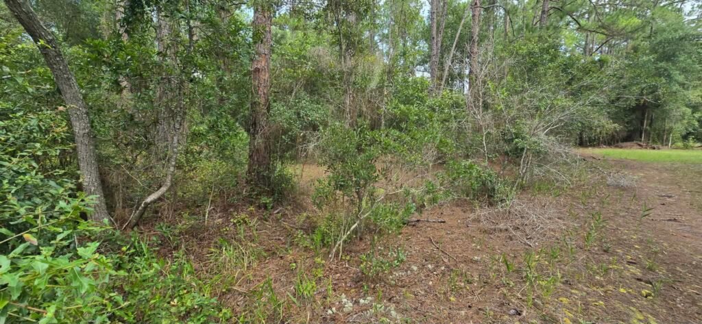 Own Your Land Near Lake George - photo 4