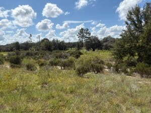 0.29 acre land for sale in Bronson, Florida - photo 7