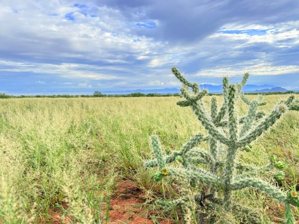 Flat terrain buildable lot near Sunsites Pearce - owner financing available - photo 7