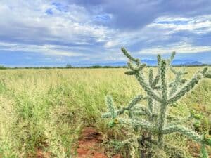 Flat terrain buildable lot near Sunsites Pearce - owner financing available - photo 7