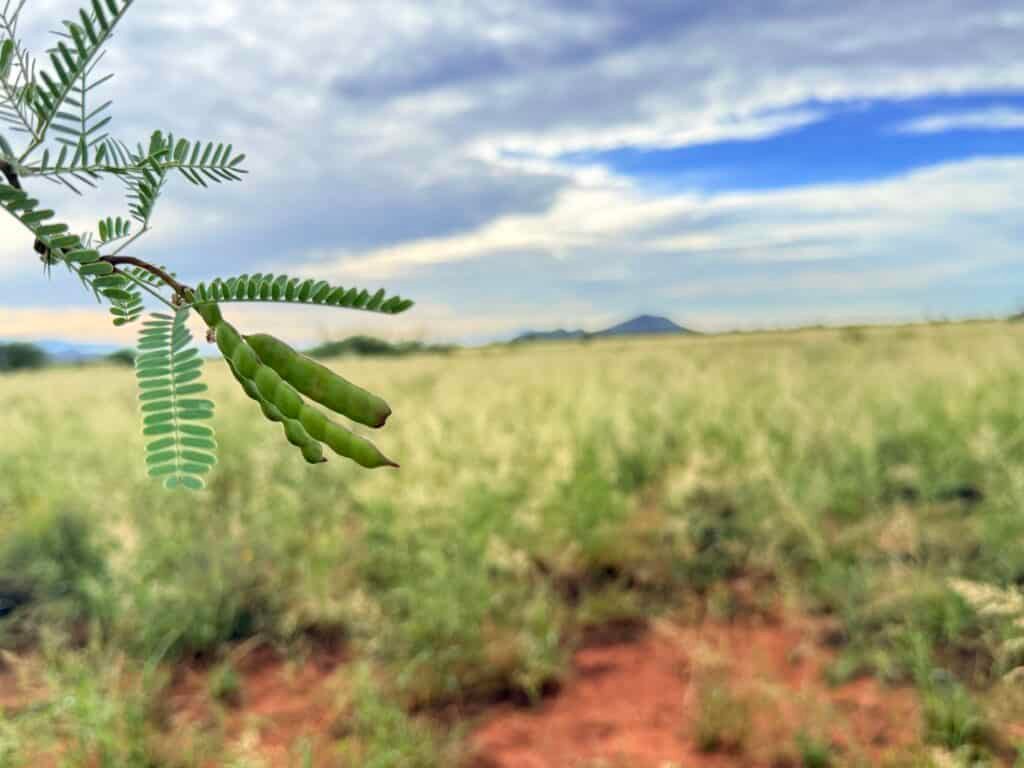 Arizona residential land 0.83 acres, power available nearby, 24-month term - photo 8