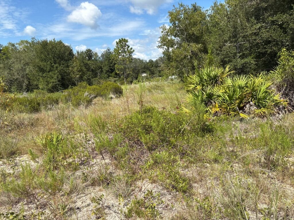 Affordable Land for Sale in Levy County, FL — Stop Paying Rent and Build Your Future - photo 4