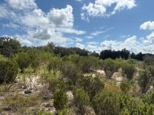 0.29 acre land for sale in Bronson, Florida - photo 3