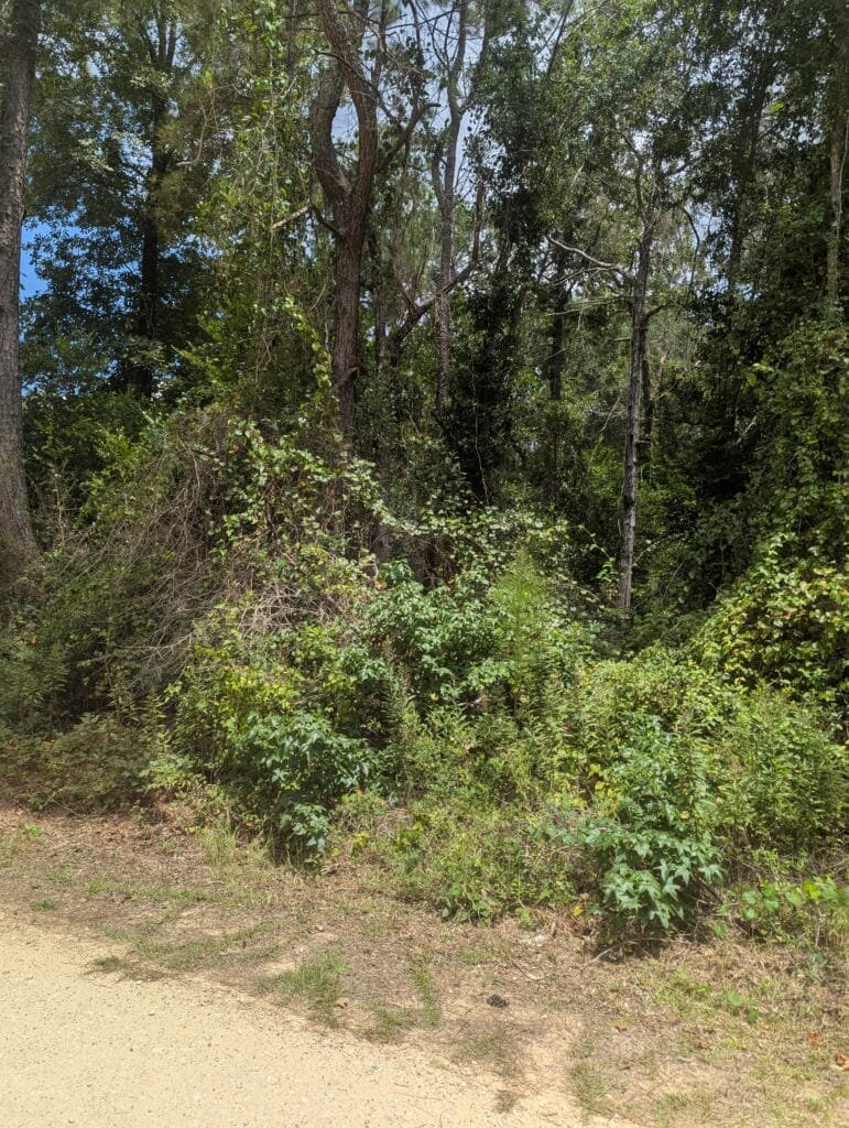 0.34 Acres in Tyler County, Texas – Lake Ivanhoe, Owner Financed - photo 3