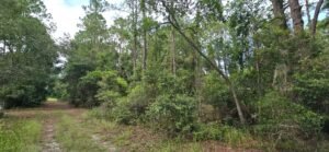 0.23 acre land for sale in GEORGETOWN, Florida - photo 7
