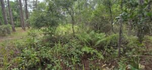 0.23 acre land for sale in GEORGETOWN, Florida - photo 3