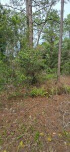 0.23 acre land for sale in GEORGETOWN, Florida - photo 5