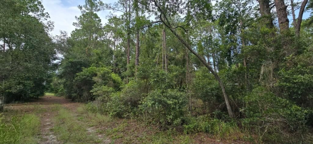Own Your Land Near Lake George - photo 8