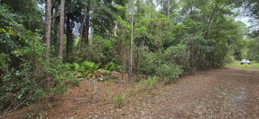 Own Your Land Near Lake George - photo 6