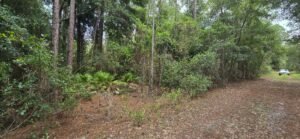 0.23 acre land for sale in GEORGETOWN, Florida - photo 6