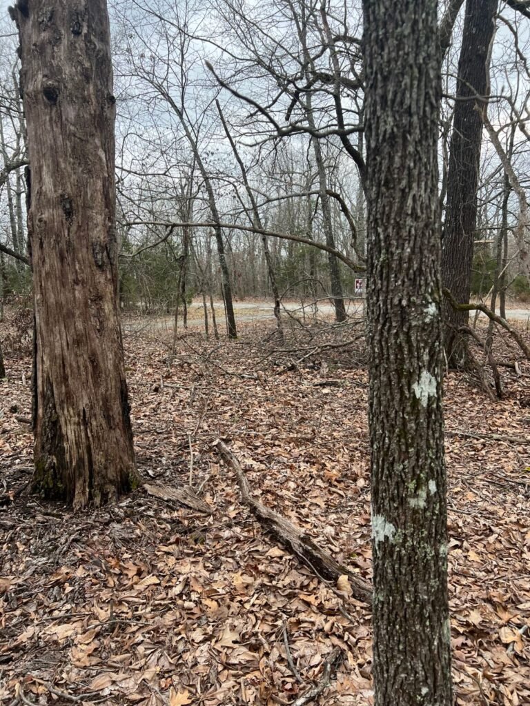 0.3 Acres in Izard County, Arkansas – Horseshoe Bend, Owner Financed - photo 5
