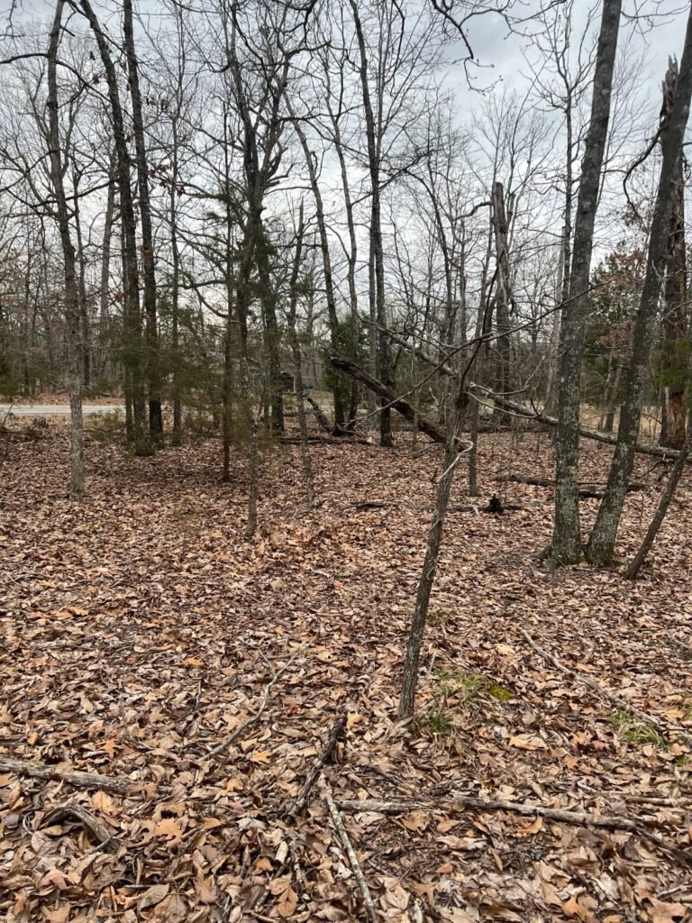 0.3 Acres in Izard County, Arkansas – Horseshoe Bend, Owner Financed - photo 6