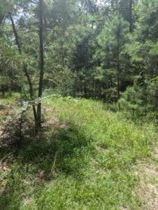 0.07 acre land for sale in Mineola, Texas - photo 2