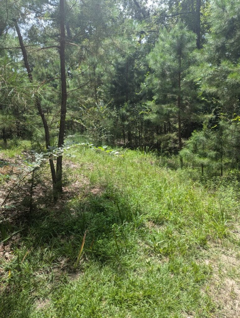 0.067 Acre RV Lot in Holiday Pines, Mineola TX (41×80) - photo 2