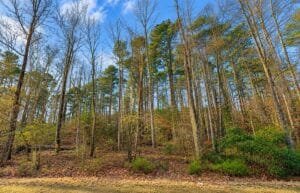 0.19 acre land for sale in Toomsuba, Mississippi - photo 9