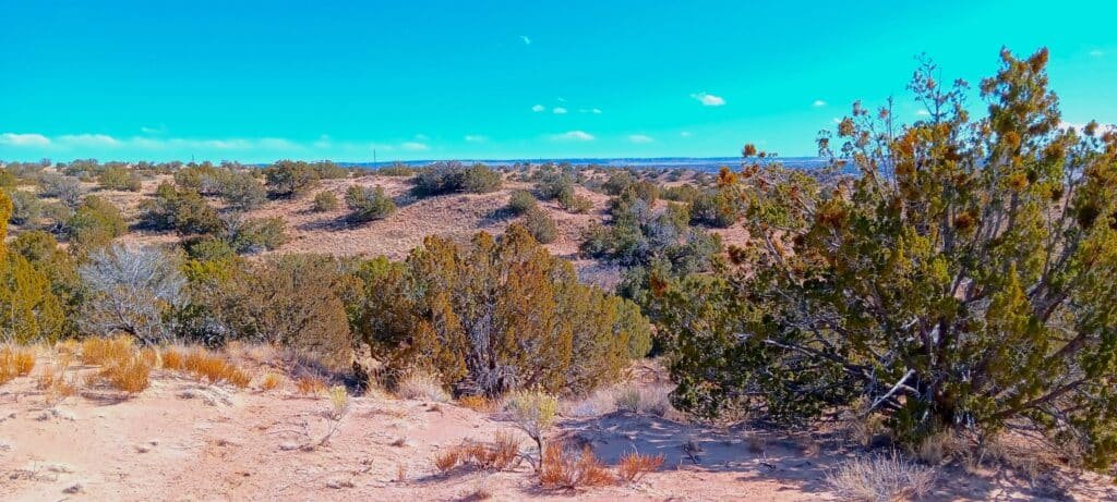 Unrestricted 2 Acres to Build, Camp, & Mobile Home for $99 Down! - photo 5