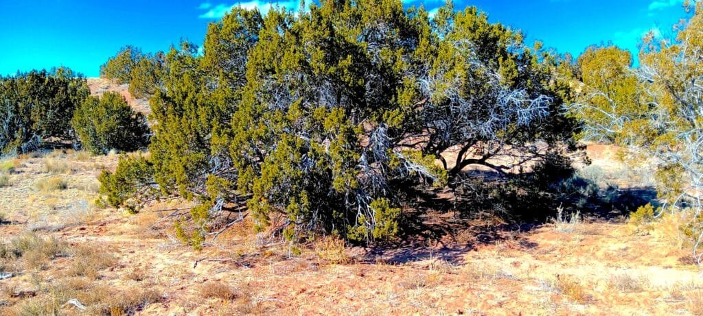 Unrestricted 2 Acres to Build, Camp, & Mobile Home for $99 Down!