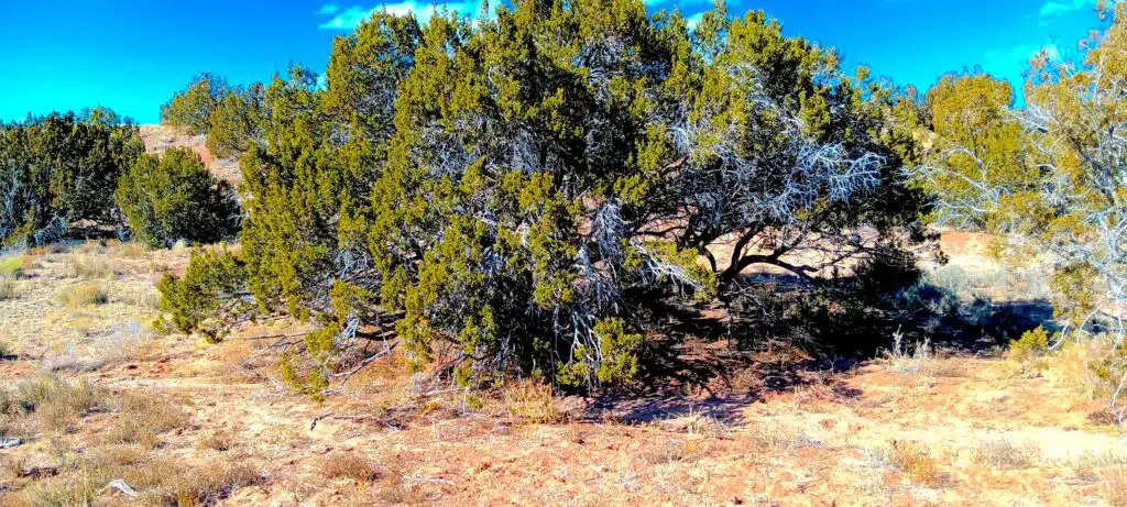 Unrestricted 2 Acres to Build, Camp, & Mobile Home for $99 Down!