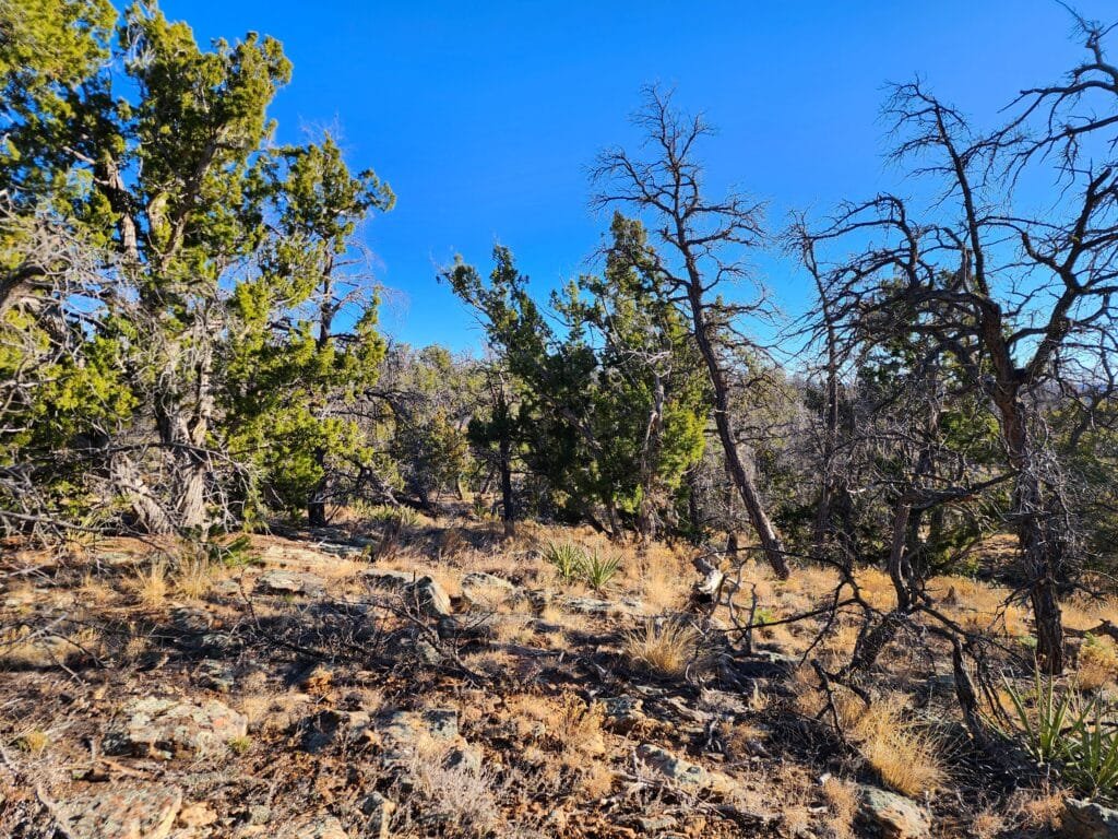 5 Acres of Freedom: No Zoning Restrictions for Your Dream Home or RV in Ramah, NM, for $250/mo - photo 4