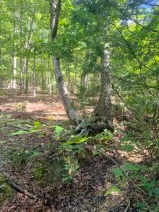 0.34 acre land for sale in Williford, Arkansas - photo 1