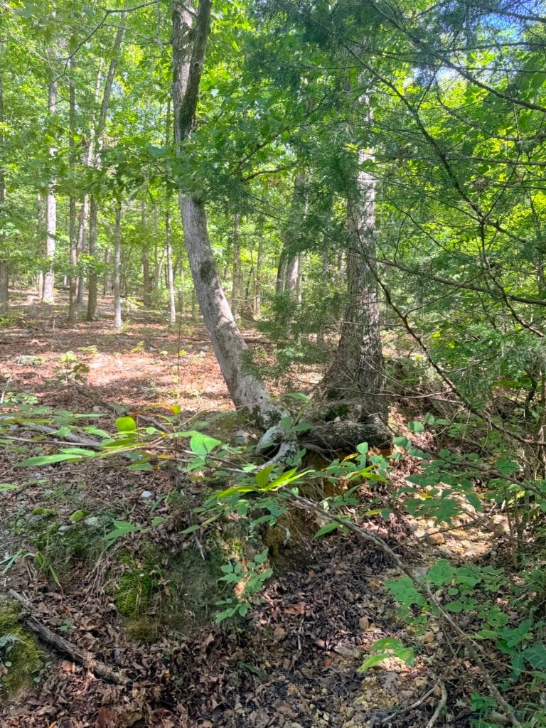 Two Adjacent Wooded 0.34 Acres with Road Access $125/mo !