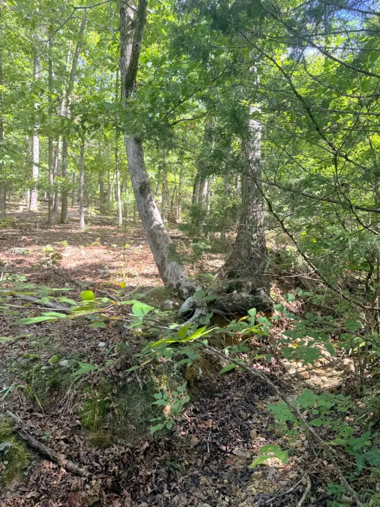 Two Adjacent Wooded 0.34 Acres with Road Access $125/mo !
