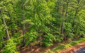 0.28 acre land for sale in Brandon, Mississippi - photo 3