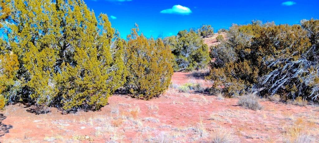 Unrestricted 2 Acres to Build, Camp, & Mobile Home for $99 Down! - photo 3