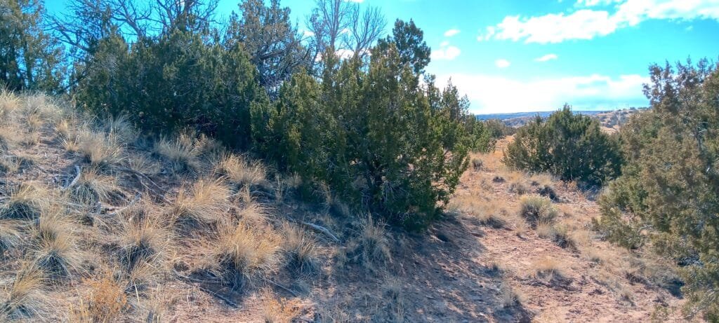 Unrestricted 2 Acres to Build, Camp, & Mobile Home for $99 Down! - photo 4