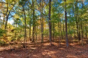 0.25 acre land for sale in Brandon, Mississippi - photo 2