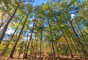 0.25 acre land for sale in Brandon, Mississippi - photo 4