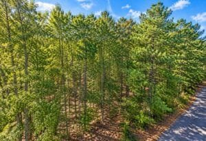 0.25 acre land for sale in Brandon, Mississippi - photo 1