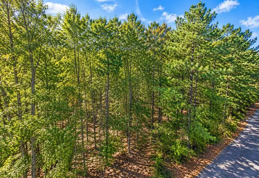 0.25-Acre Wooded Lot for Sale in Rankin County, MS!