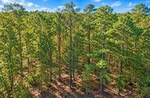 0.25 acre land for sale in Brandon, Mississippi - photo 6