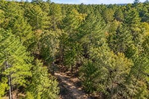 0.33 acre land for sale in Brandon, Mississippi - photo 2