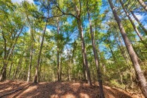 0.33 acre land for sale in Brandon, Mississippi - photo 4