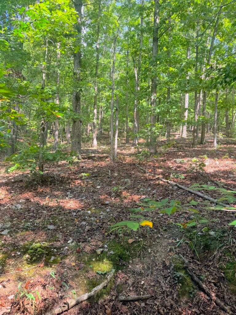 Two Adjacent Wooded 0.34 Acres with Road Access $125/mo ! - photo 2