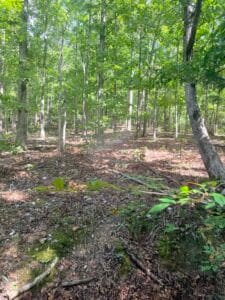 0.34 acre land for sale in Williford, Arkansas - photo 3