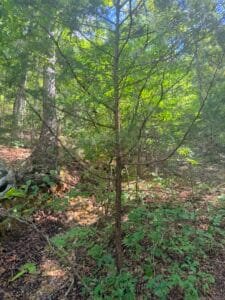 0.34 acre land for sale in Williford, Arkansas - photo 4