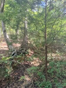 0.34 acre land for sale in Williford, Arkansas - photo 5