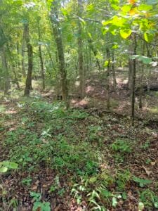 0.34 acre land for sale in Williford, Arkansas - photo 6